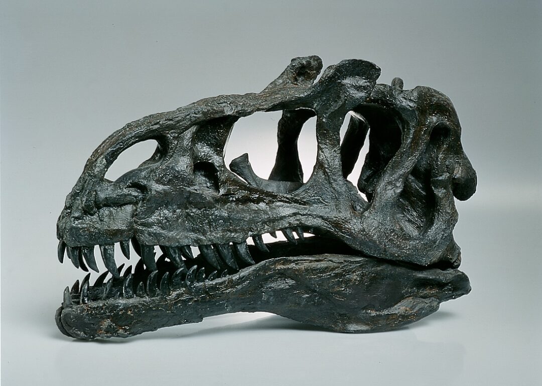 Allosaurus Fragilis