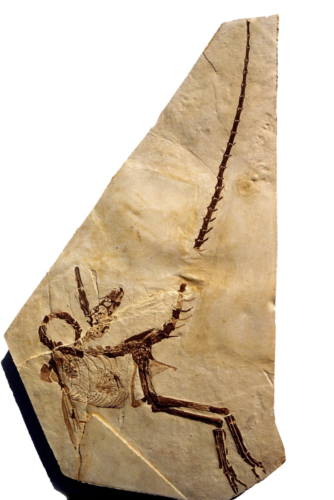 Compsognathus