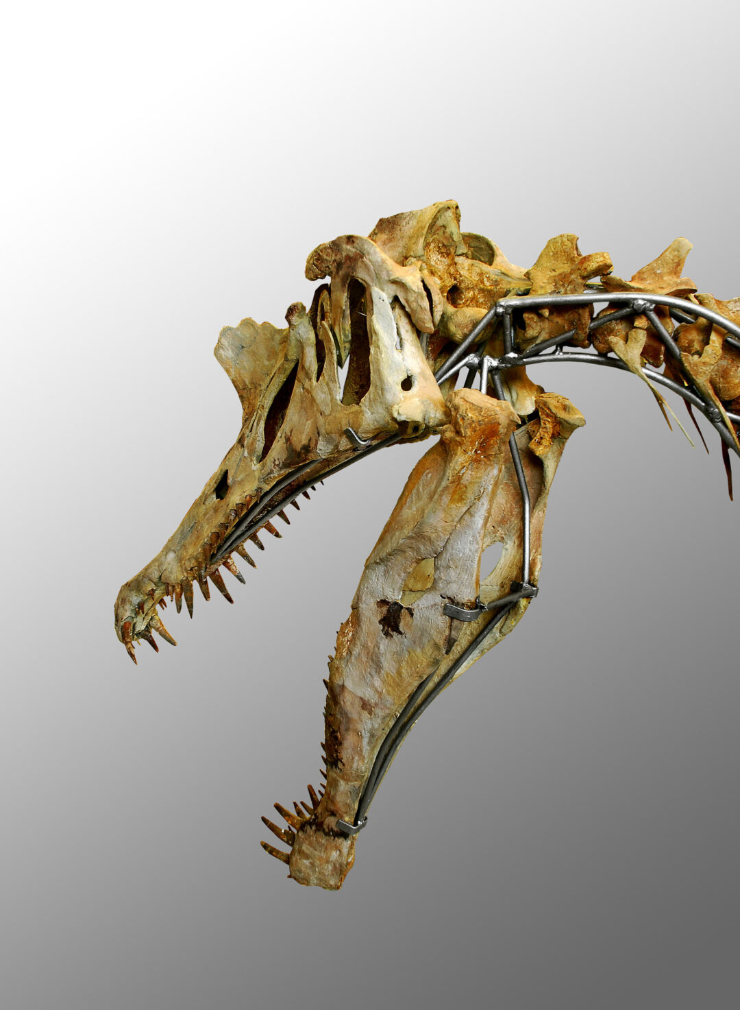 Spinosaurus sp